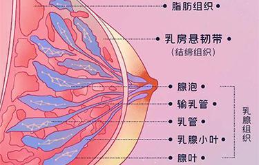 懸韌帶修復(fù)儀如何修復(fù)胸部懸韌帶？搭配按摩手法效果更好？